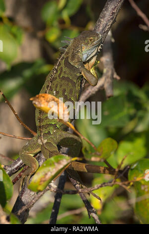 Iguane, Wakodahatchee Wetlands, Delray Beach, Floride Banque D'Images