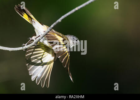 Femme Paruline flamboyante Paruline orangée en vol pendant la migration du printemps Banque D'Images