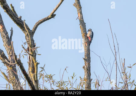 Le pic épeiche (Dendrocopos major) de l'arbre Banque D'Images