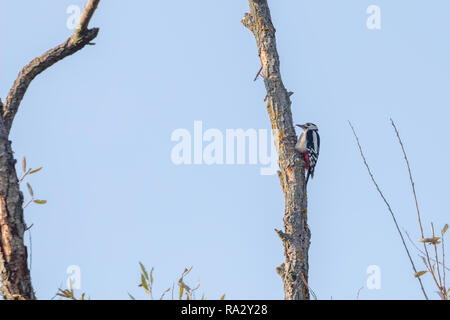 Le pic épeiche (Dendrocopos major) de l'arbre Banque D'Images