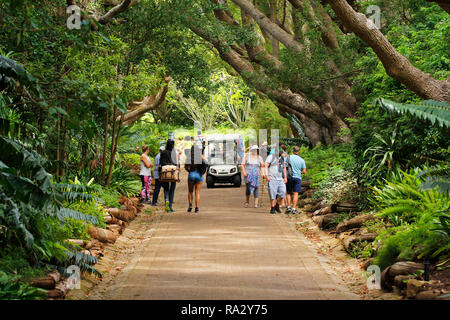 Les visiteurs à monter le camphre Avenue à Kirstenbosch National Botanical Garden à Cape Town. Banque D'Images