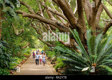 Les visiteurs à monter le camphre Avenue à Kirstenbosch National Botanical Garden à Cape Town. Banque D'Images