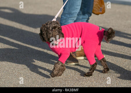 Les animaux dans les vêtements à Blackpool, Lancashire. 1er janvier 2019. Météo britannique. Froid, venteux mais journée ensoleillée sur la promenade du front de mer et plage. Les vacanciers & Cockapoos visiter la ville pour la nouvelle année Profitez d'un exercice léger sur l'exploitation des sables bitumineux et l'estran de cette station balnéaire britannique. /AlamyLiveNews MediaWorldImages Crédit : Banque D'Images