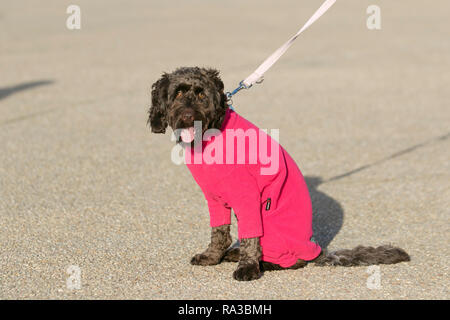 Blackpool, Lancashire. 1er janvier 2019. Météo britannique. Froid, venteux mais journée ensoleillée sur la promenade du front de mer et plage. Les vacanciers & Cockapoos visiter la ville pour la nouvelle année Profitez d'un exercice léger sur l'exploitation des sables bitumineux et l'estran de cette station balnéaire britannique. /AlamyLiveNews MediaWorldImages Crédit : Banque D'Images