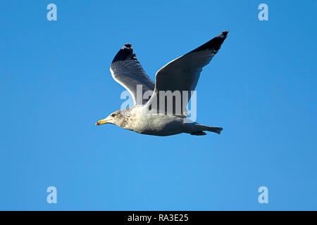 Une mouette vole très haut contre le ciel bleu au-dessus de Coeur d'Alene Lake dans le nord de l'Idaho. Banque D'Images