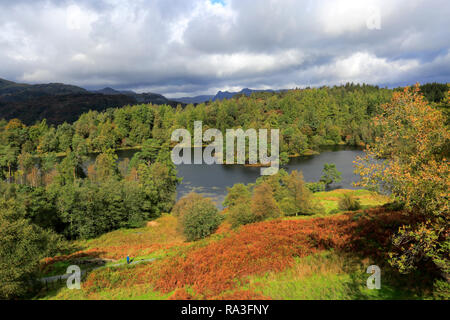 Vue d'automne sur Tarn Hows, Parc National de Lake District, Cumbria, England, UK Banque D'Images