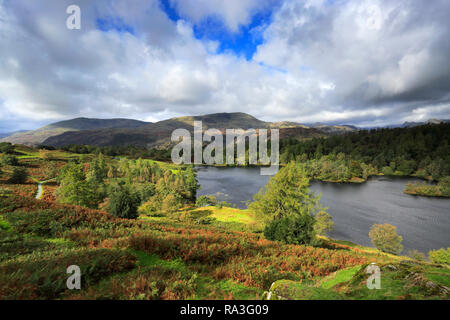 Vue d'automne sur Tarn Hows, Parc National de Lake District, Cumbria, England, UK Banque D'Images