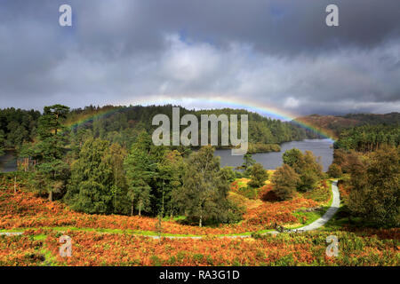 Automne arc-en-ciel sur Tarn Hows, Parc National de Lake District, Cumbria, England, UK Banque D'Images
