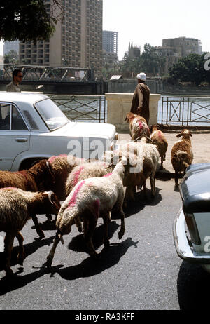 Scène de rue à Le Caire moderne un berger mène son troupeau de chèvres et moutons à travers la circulation urbaine. ca. 1983 Banque D'Images