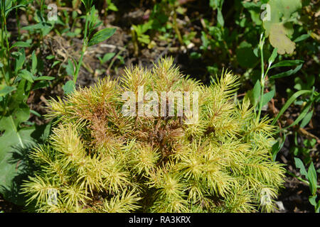 Tetranychus urticae (noms communs : tétranyque rouge et le tétranyque à deux points) sur Picea glauca var. albertiana Conica Rainbow's End. Spide rouge Banque D'Images