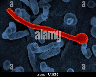 Une micrographie électronique à balayage de virus Ebola Makona (en rouge) de l'épidémie de l'Afrique de l'Ouest figurant sur la surface de cellules Vero (bleu). Tôt au cours de la récente épidémie d'Ebola en Afrique de l'Ouest, les scientifiques l'hypothèse que la diversité génétique de la souche de virus circulants Makona (EBOV-Makona) donnerait lieu à une maladie plus grave et plus qu'avant la transmissibilité des souches. Cependant, l'utilisation de deux différents modèles animaux, les instituts nationaux de la Santé Les scientifiques ont déterminé que certaines mutations s'est stabilisé au début de l'épidémie et n'a pas modifié la présentation de la maladie d'Ebola ou de résultat. Banque D'Images