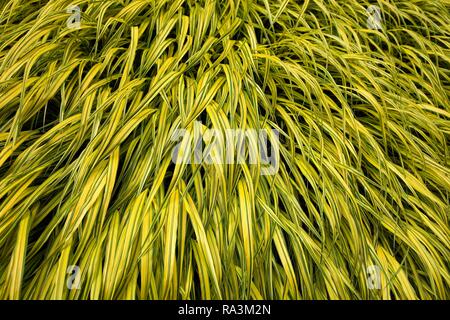 L'herbe de la forêt japonaise (Hakonechloa macra), variété Aureola, format-remplissage, Allemagne Banque D'Images