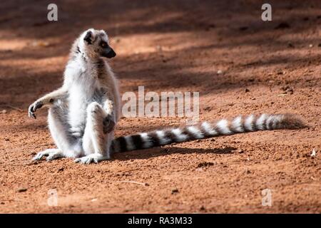 Untitled document (Lemur catta) assis dans le sable rouge, la réserve naturelle de Berenty, région de l'Androy, Madagascar Banque D'Images