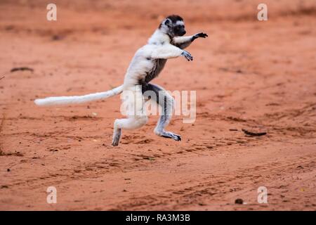 Le propithèque de verreaux danse (Propithecus verreauxi), Berenty réserve naturelle, zone de l'Androy, Madagascar Banque D'Images