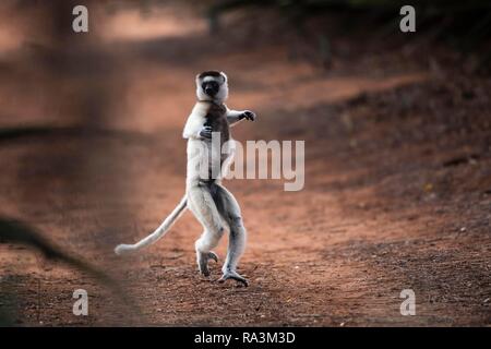 Le propithèque de verreaux danse (Propithecus verreauxi), Berenty réserve naturelle, zone de l'Androy, Madagascar Banque D'Images