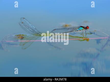 Demoiselle aux yeux rouges (Erythromma najas), paire ponte dans l'eau, Bavière, Allemagne Banque D'Images