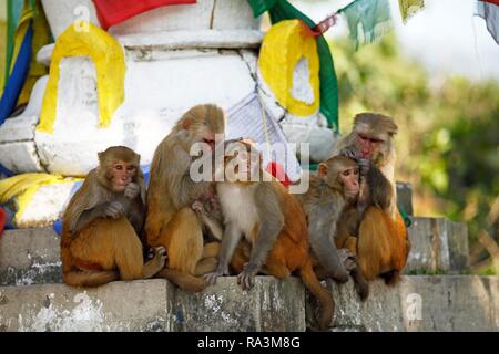 Le macaque Rhésus (Macaca mulatta) s'asseoir et à pou un stupa, Temple de Swayambhunath, Katmandou, Népal Banque D'Images