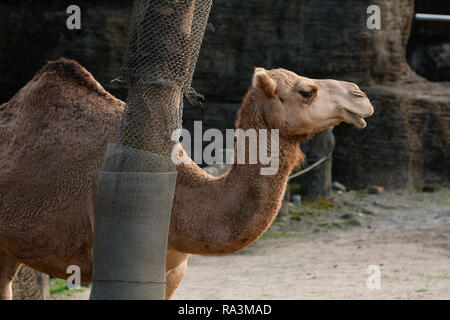 Le Dromadaire (Camelus dromedarius), alias Arabian camel, Taipei Zoo Zoo alias Muzha, Taipei, Taiwan Banque D'Images