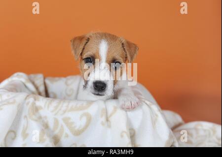 Parson Russell Terrier blanc, brun, chiot 7 semaines, animal portrait, Autriche Banque D'Images