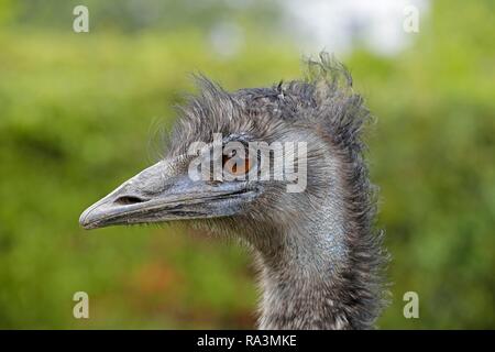 L'UEM (Dromaius novaehollandiae), portrait, captive, Rhénanie du Nord-Westphalie, Allemagne Banque D'Images