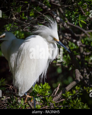 Snowy White egret avec fluffy headress semble tout droit Banque D'Images