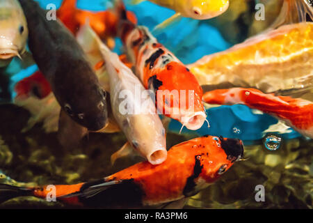 La carpe poissons multicolores sur la surface de l'eau Banque D'Images
