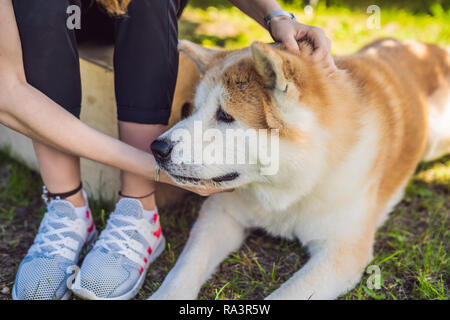 Chien japonais Akita Inu avec portrait young woman outdoors Banque D'Images