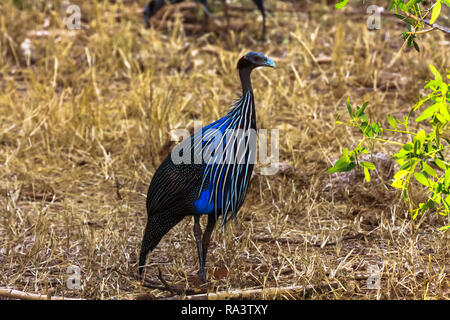 La pintade. Blue Bird du Kenya. Afrique du Sud Banque D'Images