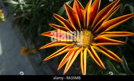 Rouge, orange et jaune en fleur gazania Banque D'Images