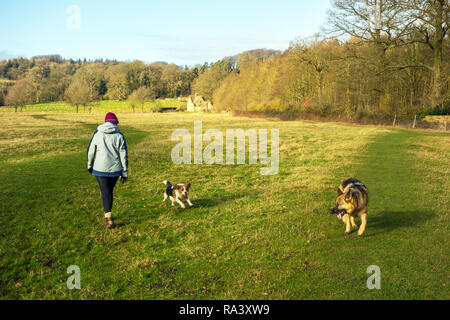 Femme marchant le long du Cœur de l'Angleterre, un sentier de grande randonnée 100 km de Cannock Chase à l'anglais Cotswolds avec deux chiens Banque D'Images