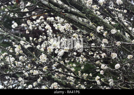 Dogwwood à fleurs blanches Banque D'Images