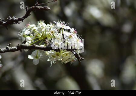 Dogwwood à fleurs blanches Banque D'Images