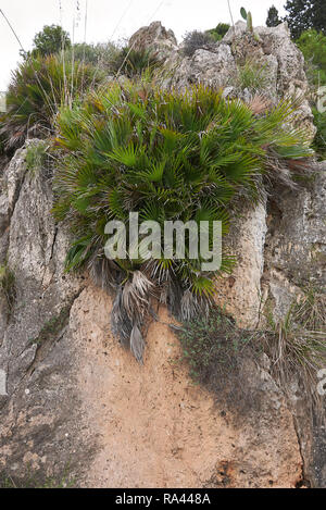 Chamaerops humilis palms Banque D'Images