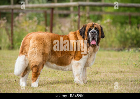 St Bernard Dog Banque D'Images