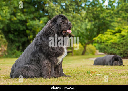 Chien de Terre-Neuve Banque D'Images