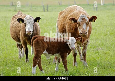 Avec les vaches au pâturage, veau Tangendorf, Basse-Saxe, Allemagne Banque D'Images