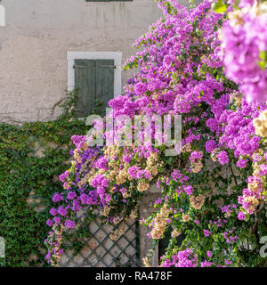 Bougainvillea fleurs rouges en face d'un mur de briques Banque D'Images