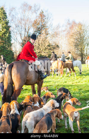 . Le Cheshire Fox hunt sur leur répondre la veille de Noël dans le village de Bunbury limite désormais à un parfum et faites glisser la chasse à courre Banque D'Images