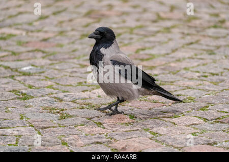 Hooded crow stolling sur une route pavée de pavés Banque D'Images