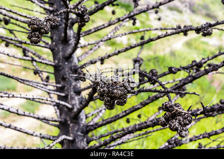 Vue rapprochée de la branches carbonisées et le tronc d'un cyprès brûlés par un incendie il y a un an, dans le massif des Calanques près de Marseille, France. Banque D'Images
