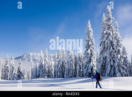 Une femme en raquettes à neige ont recouvert prairie subalpine, centrale de la chaîne des Cascades, l'État de Washington, USA Banque D'Images