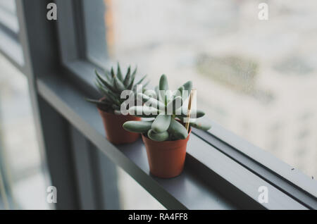 Deux petits cactus succulentes vert par de grandes fenêtres de réglage vintage Banque D'Images