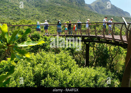 Les visiteurs de marcher sur le canopy walkway dans Kirstenbosch National Botanical Garden à Cape Town, Province de Western Cape, Afrique du Sud. Banque D'Images