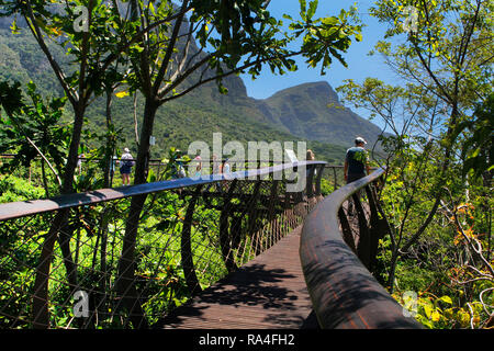 Les visiteurs de marcher sur l'allée en antenne boomslang Kirstenbosch National Botanical Garden à Cape Town, Province de Western Cape, Afrique du Sud. Banque D'Images