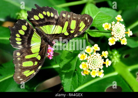 Un papillon Malachite atterrit sur une fleur dans les jardins. Banque D'Images