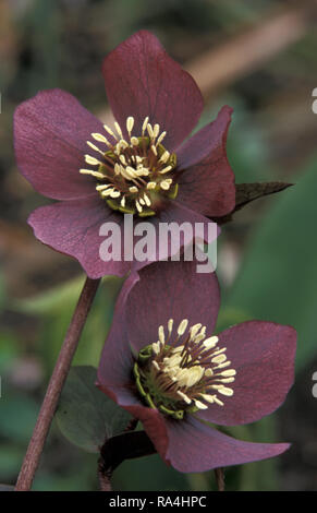 HELLEBORUS ORIENTALIS 'RED LADY' (ÉGALEMENT CONNU SOUS LE NOM DE ROSE D'HIVER OU ROSE DE CARÊME). Banque D'Images