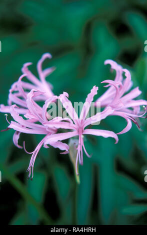 NERINE BOWDENII (ÉGALEMENT APPELÉ AGAPANTHUS ROSE, ARAIGNÉE LILY OU GRANDE NERINE ROSE) AUSTRALIE. Banque D'Images