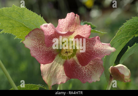 GROS PLAN D'UNE FLEUR HELLEBORUS X HYBRIDUS À TACHES ROSES COMMUNÉMENT APPELÉE ROSE DE NOËL, UNE FLEUR PÉRENNE À FLEURS HIVERNALES. AUSTRALIE. Banque D'Images