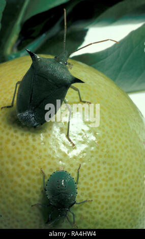 Le bug d'agrumes (OU GREEN SHIELD BUG, STINK BUGS, Palomena prasina) un ravageur AUX AGRUMES Banque D'Images