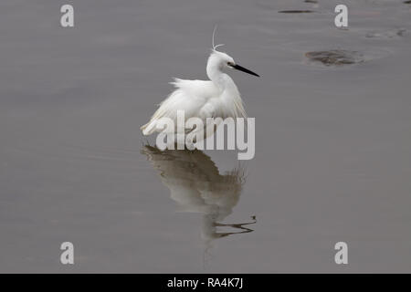 Image détaillée d'une aigrette à la frontière du fleuve Douro Banque D'Images